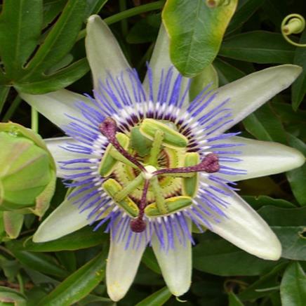 Natural active Passion Flower